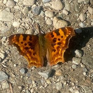 Meet your Posher, Dawn